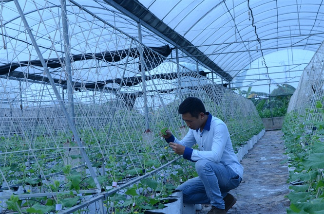 Khởi nghiệp từ nông nghiệp tại quê nhà, ấp ủ ước mơ làm giàu